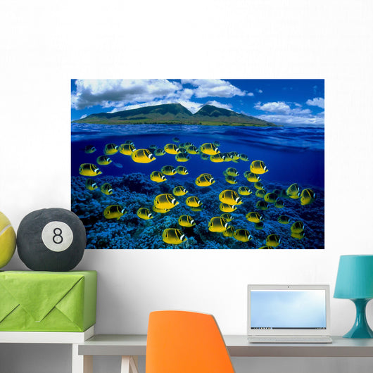 [Dc] Hawaii, Maui, Over/Under, Raccoon Butterflyfish B1929 Wall Mural