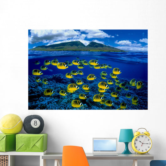 [Dc] Hawaii, Maui, Over/Under, Raccoon Butterflyfish B1929 Wall Mural