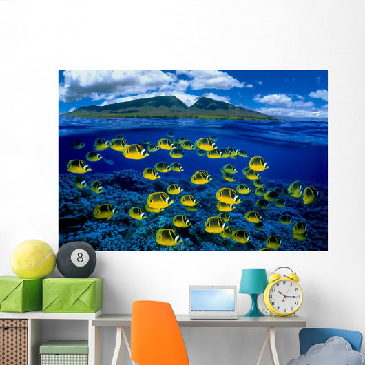 [Dc] Hawaii, Maui, Over/Under, Raccoon Butterflyfish B1929 Wall Mural
