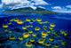 [Dc] Hawaii, Maui, Over/Under, Raccoon Butterflyfish B1929 Wall Mural