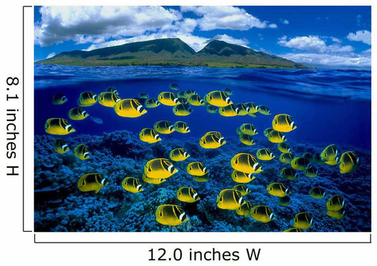 [Dc] Hawaii, Maui, Over/Under, Raccoon Butterflyfish B1929 Wall Mural