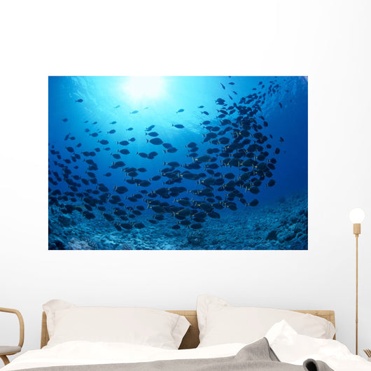 Hawaii, Schooling Orangespine Unicornfish Sunburst B1945 Wall Mural