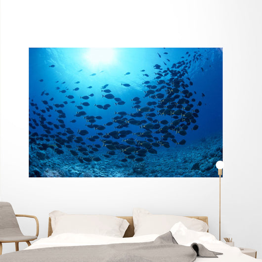 Hawaii, Schooling Orangespine Unicornfish Sunburst B1945 Wall Mural