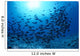 Hawaii, Schooling Orangespine Unicornfish Sunburst B1945 Wall Mural