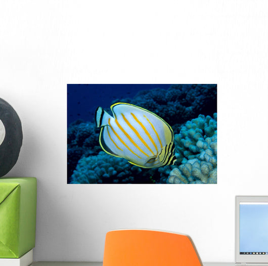 Hawaii, Ornate Butterflyfish B1941 Wall Mural