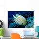 Hawaii, Ornate Butterflyfish B1941 Wall Mural