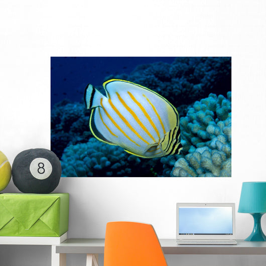 Hawaii, Ornate Butterflyfish B1941 Wall Mural