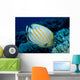 Hawaii, Ornate Butterflyfish B1941 Wall Mural
