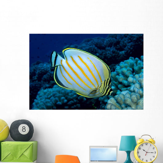 Hawaii, Ornate Butterflyfish B1941 Wall Mural