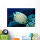 Hawaii, Ornate Butterflyfish B1941 Wall Mural