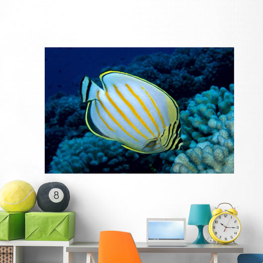Hawaii, Ornate Butterflyfish B1941 Wall Mural
