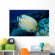 Hawaii, Ornate Butterflyfish B1941 Wall Mural