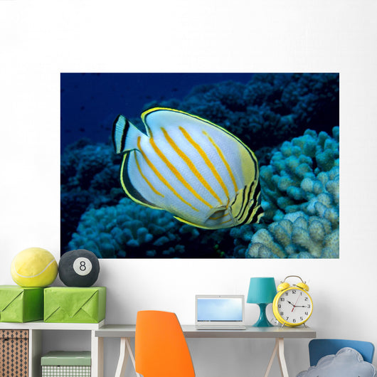 Hawaii, Ornate Butterflyfish B1941 Wall Mural