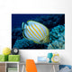 Hawaii, Ornate Butterflyfish B1941 Wall Mural