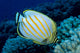 Hawaii, Ornate Butterflyfish B1941 Wall Mural