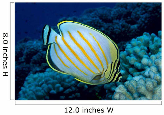 Hawaii, Ornate Butterflyfish B1941 Wall Mural