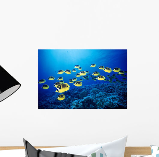 Hawaii, Schooling Raccoon Butterflyfish B1938 Wall Mural
