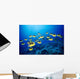 Hawaii, Schooling Raccoon Butterflyfish B1938 Wall Mural
