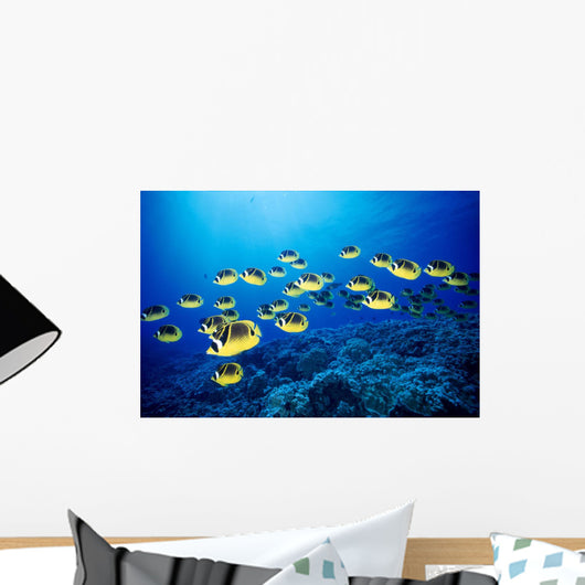 Hawaii, Schooling Raccoon Butterflyfish B1938 Wall Mural