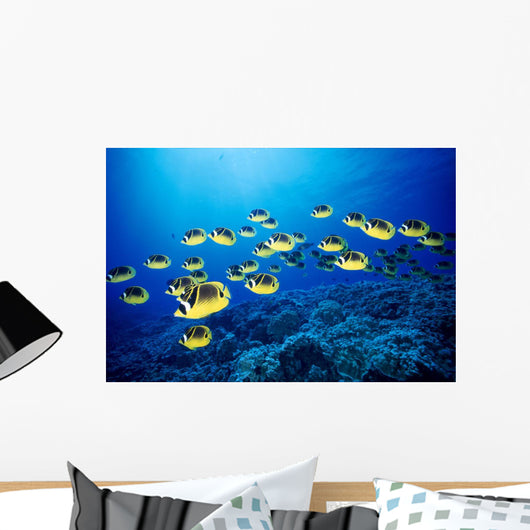 Hawaii, Schooling Raccoon Butterflyfish B1938 Wall Mural