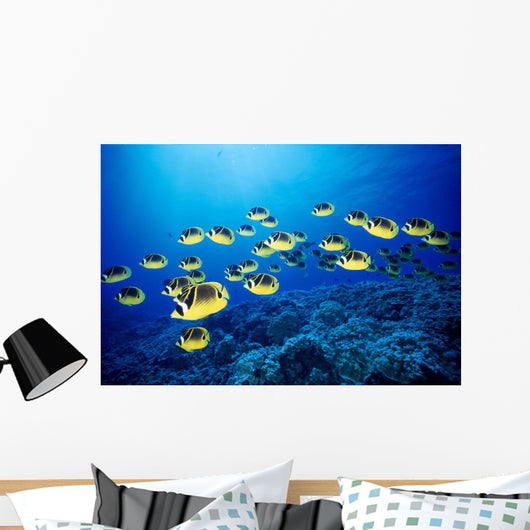 Hawaii, Schooling Raccoon Butterflyfish B1938 Wall Mural