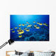 Hawaii, Schooling Raccoon Butterflyfish B1938 Wall Mural
