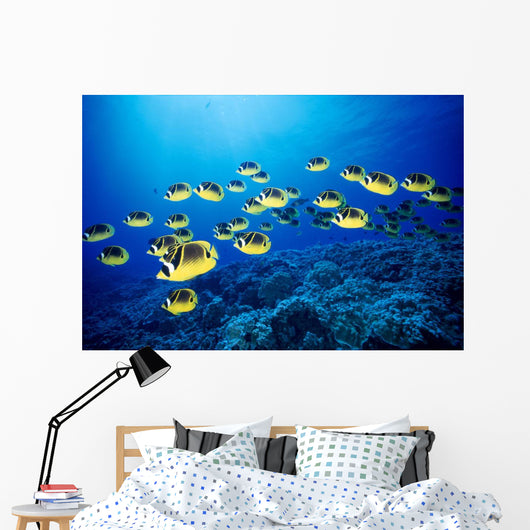 Hawaii, Schooling Raccoon Butterflyfish B1938 Wall Mural
