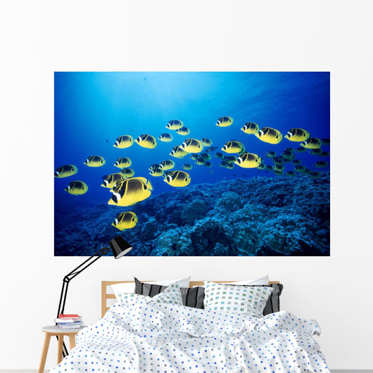 Hawaii, Schooling Raccoon Butterflyfish B1938 Wall Mural
