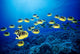 Hawaii, Schooling Raccoon Butterflyfish B1938 Wall Mural