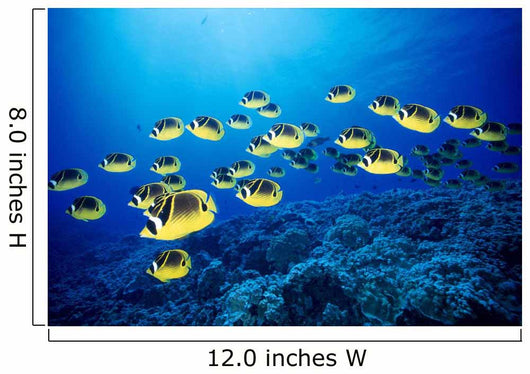 Hawaii, Schooling Raccoon Butterflyfish B1938 Wall Mural