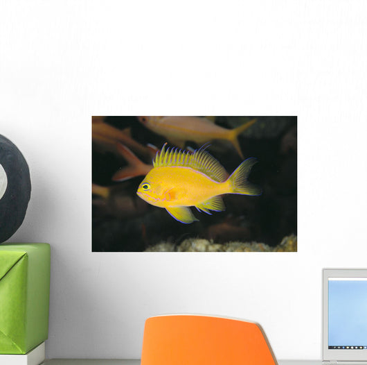 Hawaii, Deep Water Anthais [Pseudanthias Fuscipinnis] B1920 Wall Mural