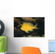 Hawaii, Deep Water Anthais [Pseudanthias Fuscipinnis] B1920 Wall Mural