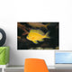 Hawaii, Deep Water Anthais [Pseudanthias Fuscipinnis] B1920 Wall Mural