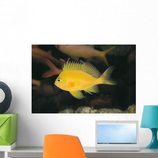 Hawaii, Deep Water Anthais [Pseudanthias Fuscipinnis] B1920 Wall Mural
