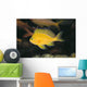 Hawaii, Deep Water Anthais [Pseudanthias Fuscipinnis] B1920 Wall Mural