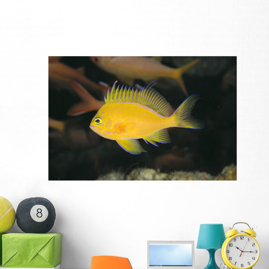 Hawaii, Deep Water Anthais [Pseudanthias Fuscipinnis] B1920 Wall Mural
