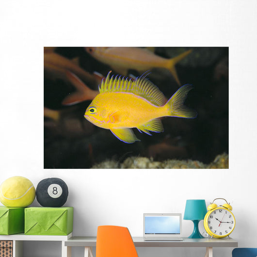 Hawaii, Deep Water Anthais [Pseudanthias Fuscipinnis] B1920 Wall Mural