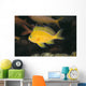 Hawaii, Deep Water Anthais [Pseudanthias Fuscipinnis] B1920 Wall Mural