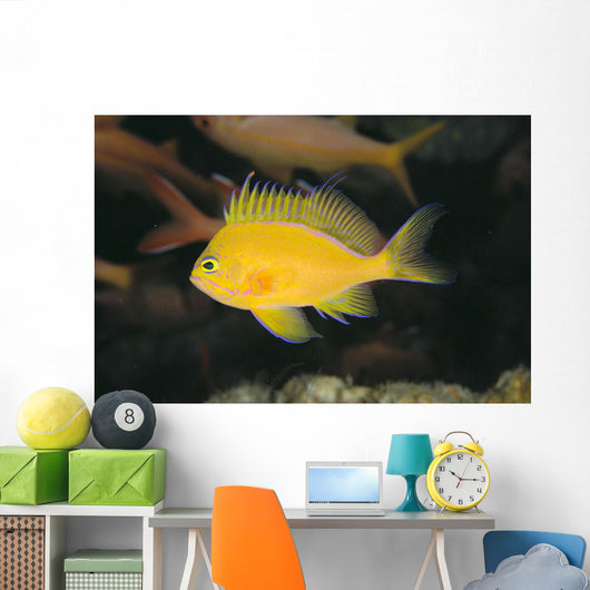 Hawaii, Deep Water Anthais [Pseudanthias Fuscipinnis] B1920 Wall Mural