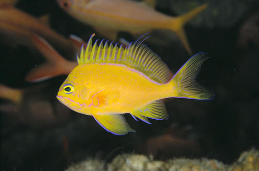 Hawaii, Deep Water Anthais [Pseudanthias Fuscipinnis] B1920 Wall Mural