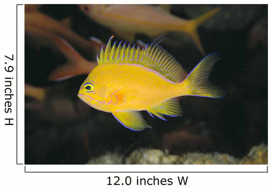 Hawaii, Deep Water Anthais [Pseudanthias Fuscipinnis] B1920 Wall Mural