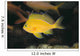 Hawaii, Deep Water Anthais [Pseudanthias Fuscipinnis] B1920 Wall Mural