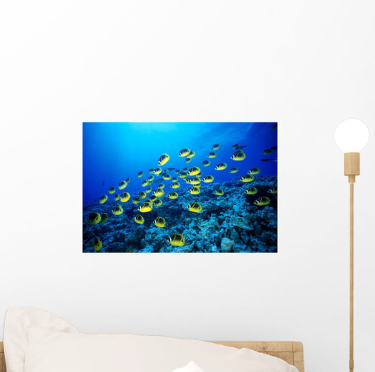 Hawaii, Schooling Raccoon Butterflyfish B1913 Wall Mural