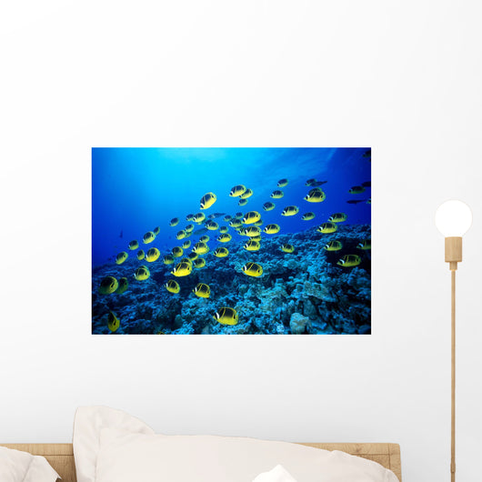 Hawaii, Schooling Raccoon Butterflyfish B1913 Wall Mural