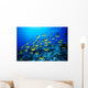 Hawaii, Schooling Raccoon Butterflyfish B1913 Wall Mural