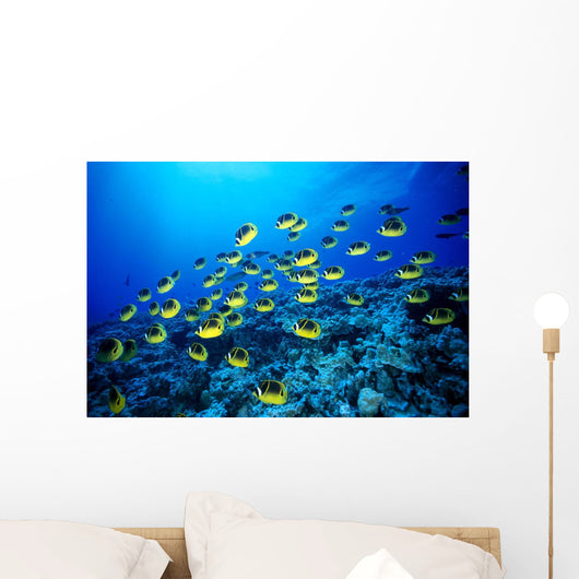 Hawaii, Schooling Raccoon Butterflyfish B1913 Wall Mural