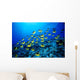 Hawaii, Schooling Raccoon Butterflyfish B1913 Wall Mural