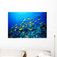 Hawaii, Schooling Raccoon Butterflyfish B1913 Wall Mural
