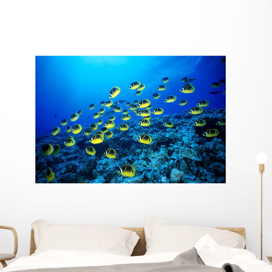 Hawaii, Schooling Raccoon Butterflyfish B1913 Wall Mural