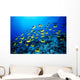 Hawaii, Schooling Raccoon Butterflyfish B1913 Wall Mural
